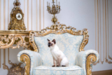 Mekong Bobtail: The Rare Cat with a Royal Past