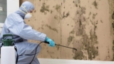 A Comprehensive Guide to Mould Removal in Perth: What You Need to Know
