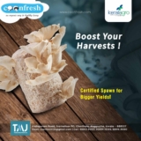 Coonfresh: Pioneering Sustainable Agriculture through Mushroom Spawns