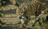 Discovering the Unique Animals of Namdapha National Park