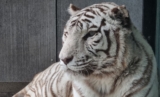 Sleep Among Majestic Predators at Bordeaux Zoo – Night expérience