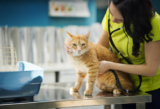 Choosing the Right Pet Care Clinic: What Every Pet Owner Should Know