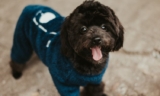 Understanding the Pet Clothing Market (2024-2032)