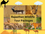 Rajasthan Wildlife Tour: A Thrilling Safari Adventure