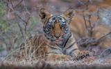 Golden triangle tour with Ranthambore