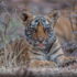 Golden triangle tour with Ranthambore