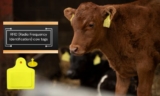 Economic Benefits of RFID Cow Tags: Cost Analysis and ROI for Farmers