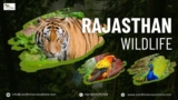 Rajasthan Wildlife Tour – Spot Tigers, Leopards & More