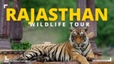 Rajasthan Wildlife Tour: The 1 Wildlife Destination in India That You Need to Visit Now!