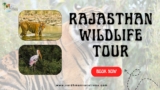 Winter Adventures: Rajasthan Wildlife Tours You’ll Love