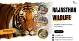 The Best National Parks in Rajasthan: A Wildlife Lover’s Guide