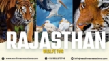 Uncovering the Hidden Gems of Rajasthan’s Wildlife