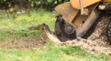 Understanding Stump Removal Cost in Carrum with Trees Hedge and Stump Removal