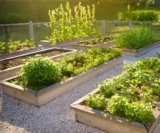 Summer crop nutrition and fertilizer requirements