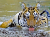 Tigers of Tadoba National Park, Maharashtra