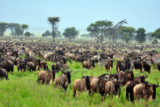 How many days do I need for Tanzania wildlife safari with Kruger national park?