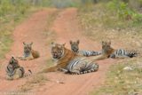Detialed About Popular Tigers of Tadoba National Park, Maharashtra