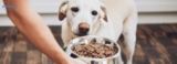 Tips for Transitioning Your Dog to a New Food