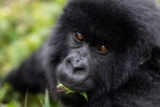 Top 3 Rwanda Safari Destinations for 2025
