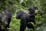 Top 5 Things to Do on Rwanda Safari