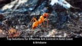 Top Solutions for Effective Ant Control in Gold Coast & Brisbane