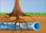 How Tree Roots Impact Your Sewer Lines (and What You Can Do About It)