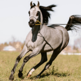 Al Ameera Stud: A Legacy of Excellence in Arabian Horse Breeding