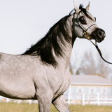 Discover the Majesty of the Arabian Horse at Al-Ameera Stud