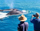 What Awaits You on a Broome Whale Watching Adventure
