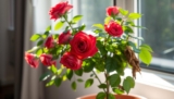 Drying Rose Plants in Pots? How to Save Them