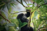 Why is a Rwanda Safari So Expensive?