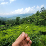 From Plucking to Packaging: The Art of Tea Processing