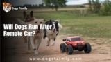 Will Dogs Run After Remote Car