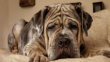 Wrinkly Dog Care: Essential Tips Explained