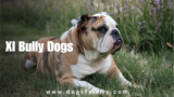 Xl Bully Dogs