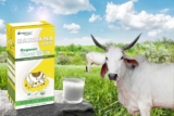 Discover the Surprising Benefits of Organic Cow Milk