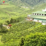 The Best Time to Visit Munnar: A Seasonal Guide to Experiencing the Enchanting Hill Station