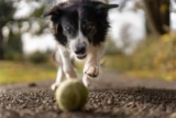 Border Collies: Smart, Energetic, and Loyal Companions
