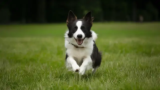 Border Collies: Intelligent Companions with Impressive Lifespans