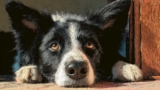 Is a Border Collie Good for the Indian Climate?