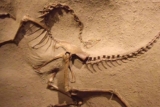 The Study of Paleontology