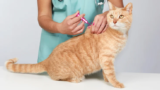 How do I choose the right hospital for my cat’s vaccinations in Noida?