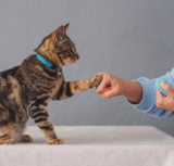 The Hidden Challenges of Owning Cats: Why Proper Training is Essential
