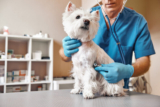 Top Wholesale Suppliers for Effective Veterinary Disinfectants