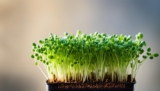 How to Grow Chive Microgreens: Fast and Easy Guide
