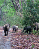 Exploring the Wild: A Jungle Safari Adventure