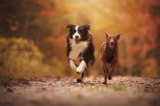 Dog Bite Lawyer in St. Louis and Columbia: How Mutrux Firm Can Help