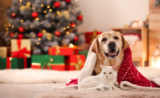 Celebrate Your Pet Friends with Unique Cat Gift Boxes and Dog Gift Boxes in Australia