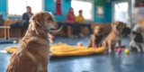 How Pet Daycare Helps with Socialization and Behavior Training