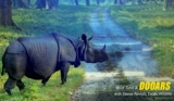Dooars Tour Packages from Kolkata – Your Gateway to Forest Trails and Elephant Safaris